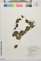 藏品(木防己)的圖片