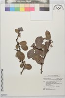 藏品(蘭嶼裸實)的圖片
