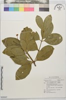 藏品(交趾衛矛)的圖片