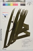 藏品(蘭嶼山檳榔、山檳榔)的圖片