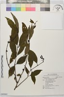 藏品(雞屎樹)的圖片