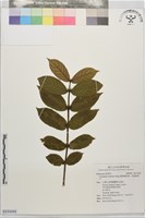 藏品(圓葉雞屎樹、斜基粗葉木)的圖片