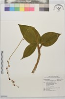 藏品(齒唇羊耳蒜、齒唇羊耳蘭)的圖片