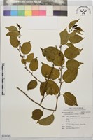藏品(亞洲濱棗)的圖片