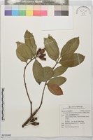 藏品(台灣棒花蒲桃)的圖片