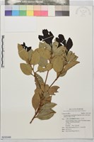 藏品(天竺桂)的圖片