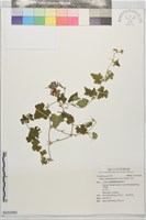 藏品(天花)的圖片