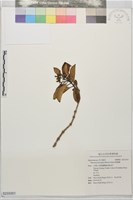 藏品(爬森藤)的圖片