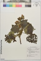 藏品(山芙蓉、臺灣山芙蓉、狗頭芙蓉)的圖片