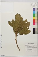 藏品(蘭嶼樹蘭)的圖片