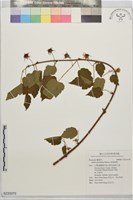 藏品(刺萼寒莓)的圖片