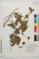藏品(臺灣馬兜鈴、痢藥草)的圖片