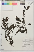 藏品(蘭嶼柿)的圖片