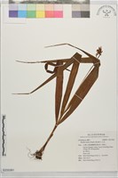藏品(白及)的圖片