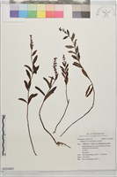 藏品(星宿菜)的圖片