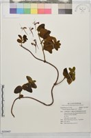 藏品(忍冬、金銀花)的圖片