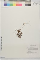 藏品(菟絲子)的圖片