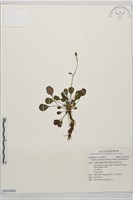 藏品(倒卵葉裂緣花)的圖片