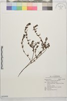 藏品(粗葉耳草)的圖片