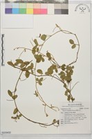 藏品(闊葉大豆)的圖片