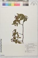 藏品(小果薔薇、山木香)的圖片