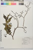 藏品(小葉朴)的圖片
