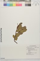 藏品(魯花樹)的圖片