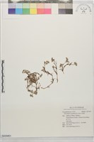 藏品(白鼓釘)的圖片