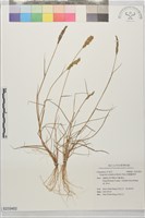 藏品(短穗畫眉草)的圖片