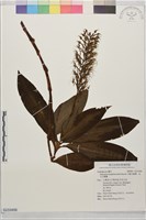 藏品(叉瓣玉鳳蘭、冠毛玉鳳蘭)的圖片