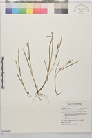 藏品(澳洲珍珠茅)的圖片