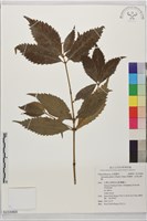 藏品(草珊瑚、紅果金粟蘭)的圖片