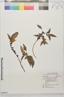 藏品(屏東花椒)的圖片