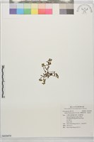 藏品(台灣佛甲草、石板菜)的圖片