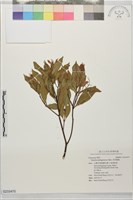藏品(菲律賓楠)的圖片