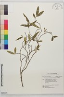 藏品(臺灣蕘花)的圖片