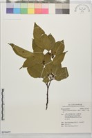 藏品(山櫻花、緋櫻花、山櫻桃)的圖片