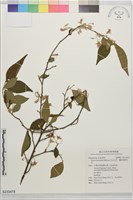 藏品(烏皮九芎、奮起湖野茉莉)的圖片