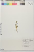 藏品(二裂唇莪白蘭)的圖片