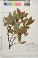 藏品(革葉冬青)的圖片