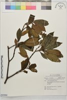 藏品(台灣八角、紅花八角)的圖片
