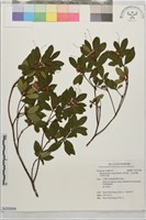 藏品(唐杜鵑、大屯杜鵑、中原氏杜鵑)的圖片