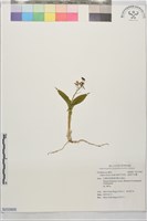 藏品(齒唇羊耳蒜、齒唇羊耳蘭)的圖片