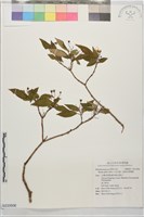 藏品(小金石榴、恆春布勒德藤)的圖片