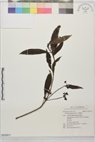 藏品(小葉樹杞)的圖片