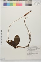 藏品(小唇蘭)的圖片