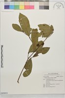 藏品(香葉樹)的圖片
