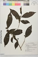 藏品(阿薩姆茶)的圖片