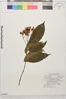 藏品(大花赤楠)的圖片