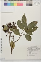 藏品(台灣棒花蒲桃)的圖片